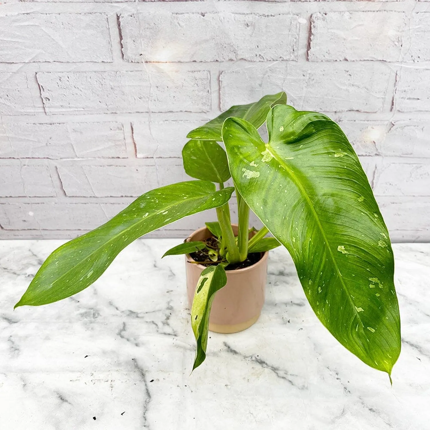 15 - 25cm Philodendron Jose Buono House Plant in 10cm Pot