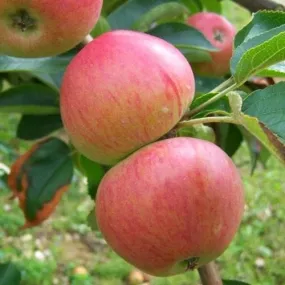 Apple Somerset Redstreak