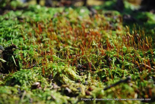 Entodon seductrix Tray -- VERSATILE SPECIES --  Shade or Sun -- Lawns, Patios, Features, Walls, Roofs, Rock Gardens