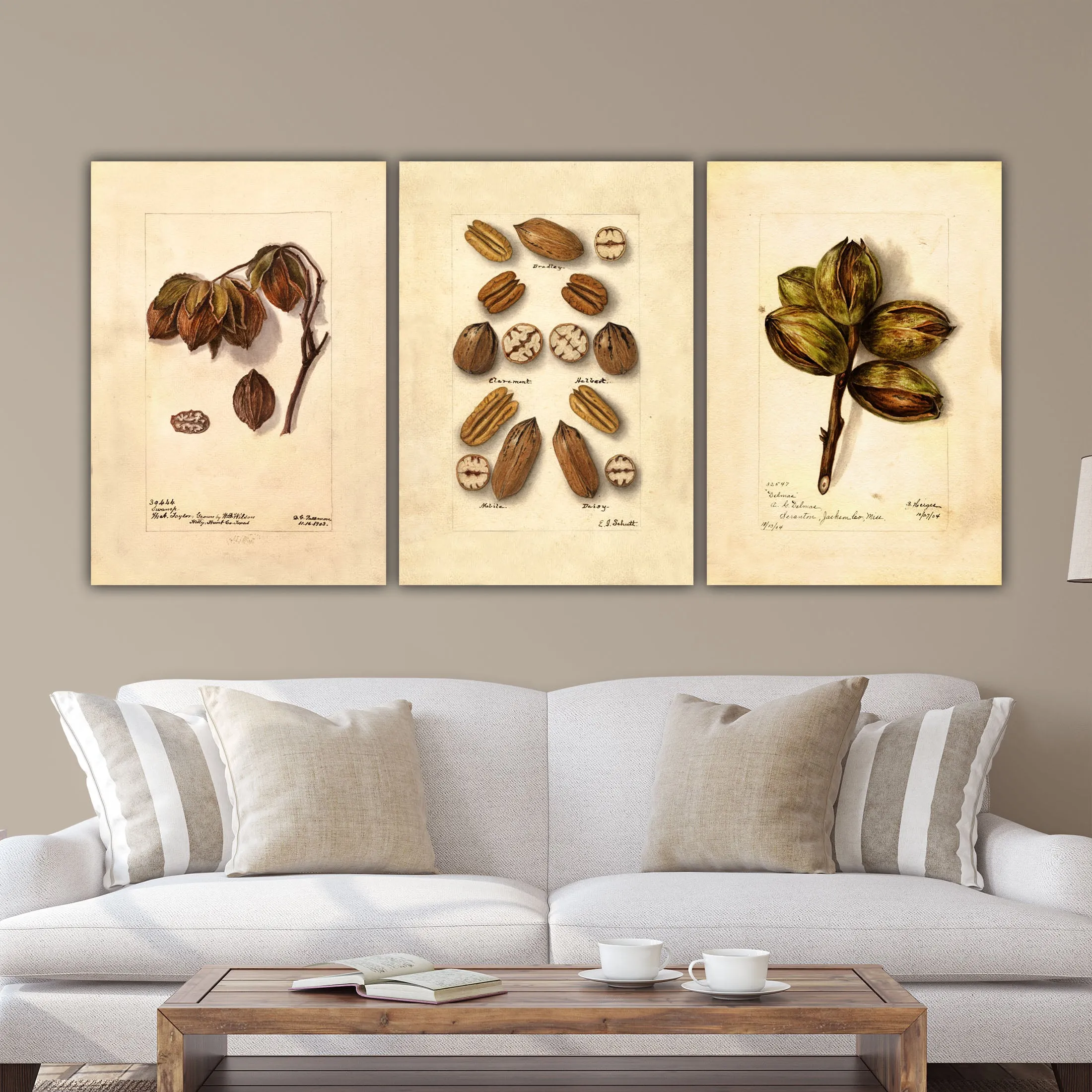 Vintage Nut Sketches on Canvas